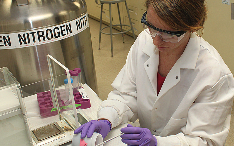 Graduate student works with soil samples